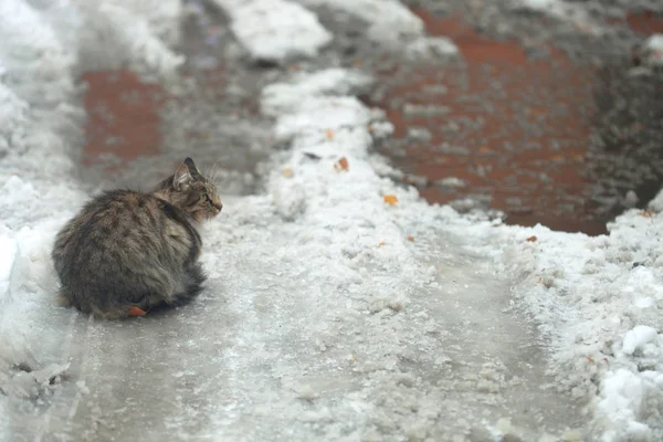 Şirin Gri kedi — Stok fotoğraf