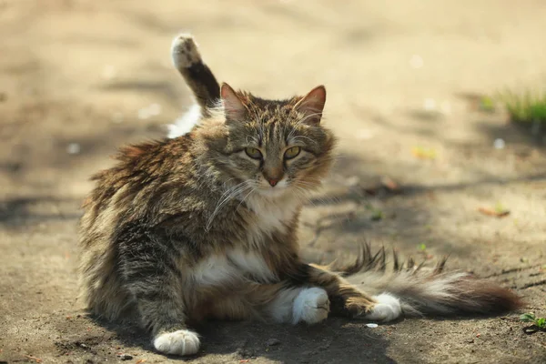 Симпатичная серая кошка — стоковое фото