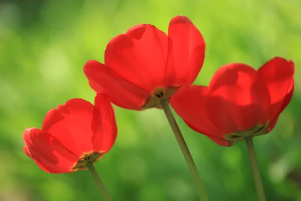 Red tulips on green background — Stock Photo, Image