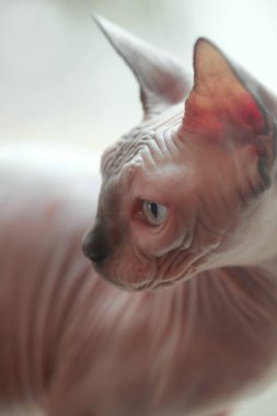 Sfenks tüysüz kedi