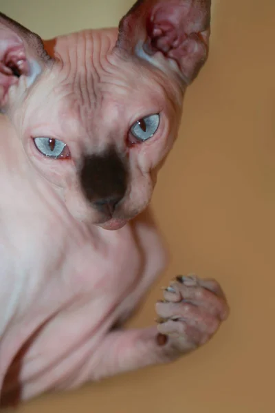 Sphinx hairless cat — Stock Photo, Image