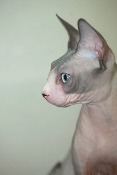 Bezwłosy kot Sfinks — Zdjęcie stockowe