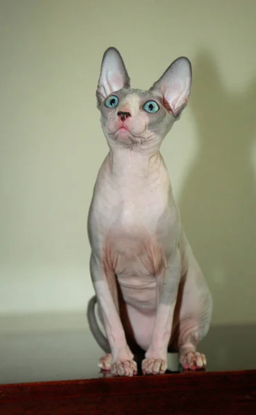 Sphinx haarlose Katze — Stockfoto