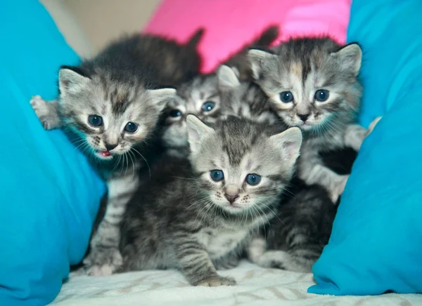 Słodkie blue eyed koty — Zdjęcie stockowe