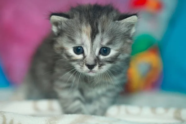 Sevimli mavi gözlü kediler — Stok fotoğraf