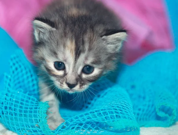 Söt blå eyed katter — Stockfoto