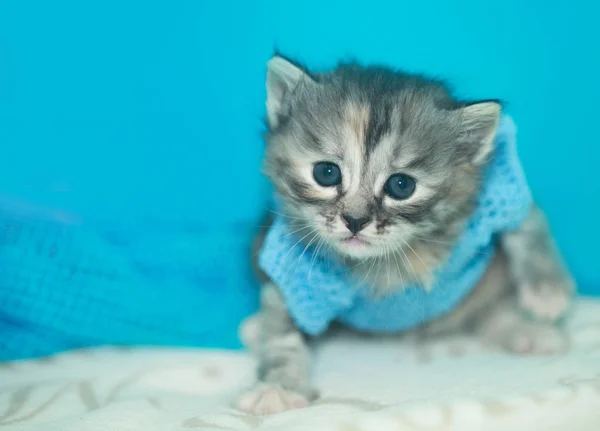 Lindos gatos de ojos azules — Foto de Stock