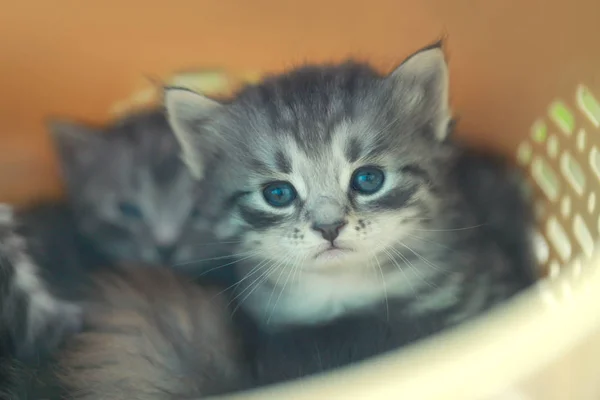 可爱的蓝眼睛的猫 — 图库照片
