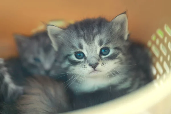 Niedliche blauäugige Katzen — Stockfoto