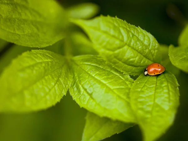 Mariquita roja sobre hojas verdes — Foto de Stock