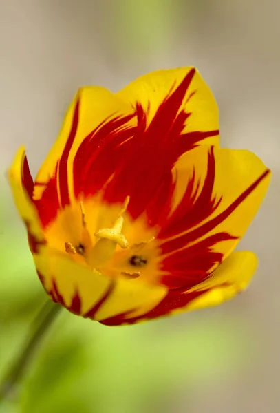 Hermoso tulipán en primavera —  Fotos de Stock