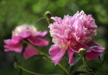 Yeşil pembe Şakayık