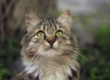 şirin çizgili kedi