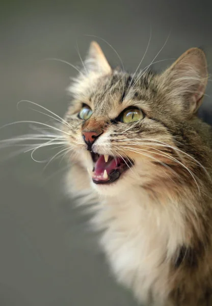 Gato meowing bonito — Fotografia de Stock