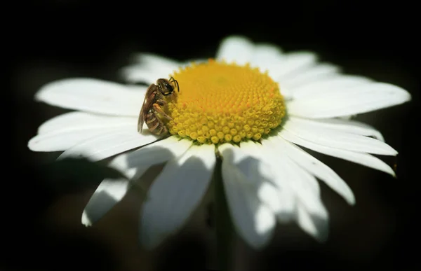 Tiny midge on chamomile — Stock Photo, Image