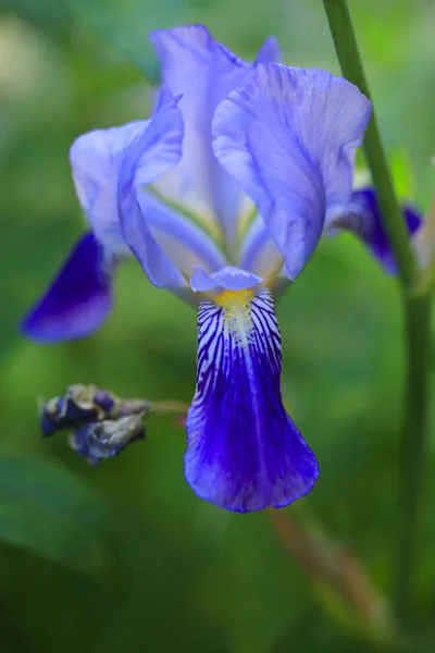 Iris azul sobre verde —  Fotos de Stock