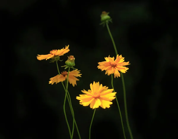 검은 배경의 노란 꽃들 — 스톡 사진