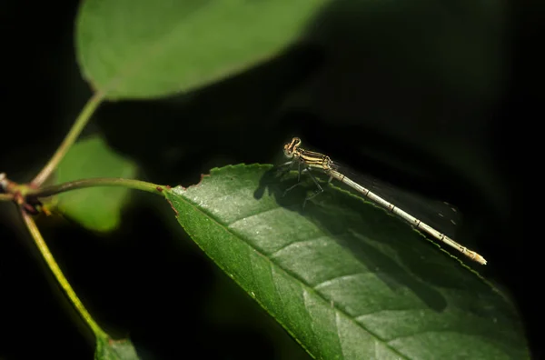 Libelle auf grünem Blatt — Stockfoto