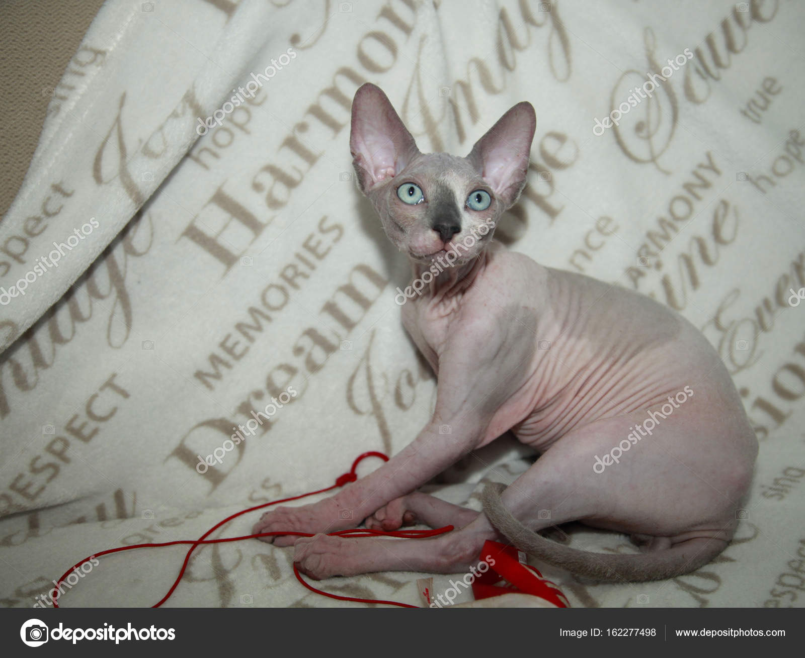 スフィンクス猫写真素材 ロイヤリティフリースフィンクス猫画像 Depositphotos