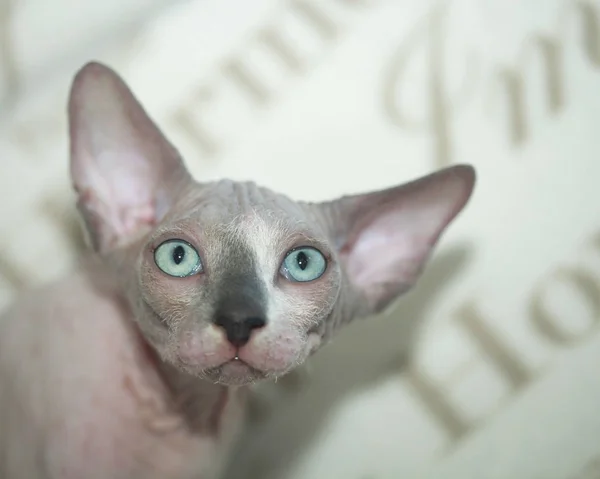 Sphinx hairless cat — Stock Photo, Image