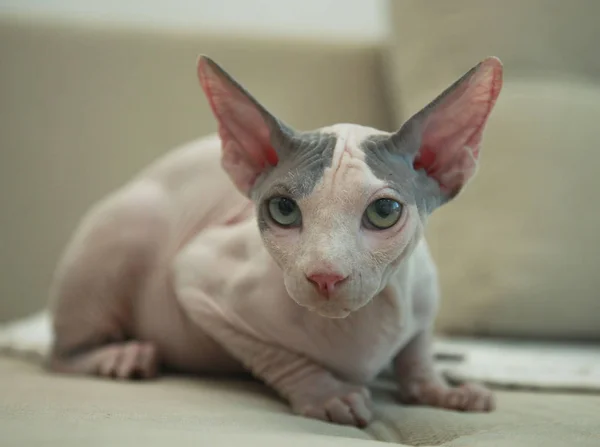 스핑크스 털 고양이 — 스톡 사진