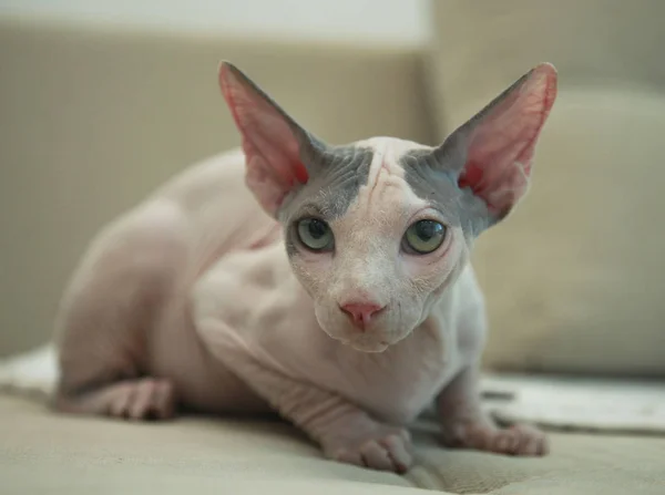 Sphinx hairless cat — Stock Photo, Image