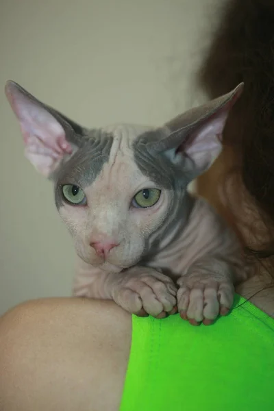 Sphinx hairless cat — Stock Photo, Image