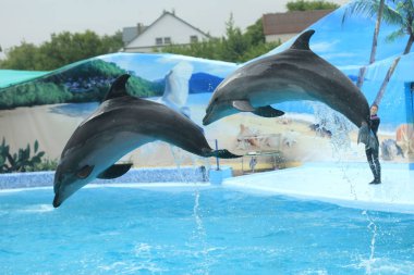 Yunus gösterisi yüzme havuzunda