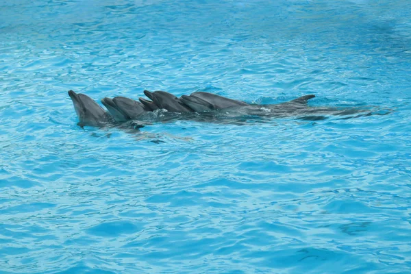 在游泳池里的海豚表演 — 图库照片