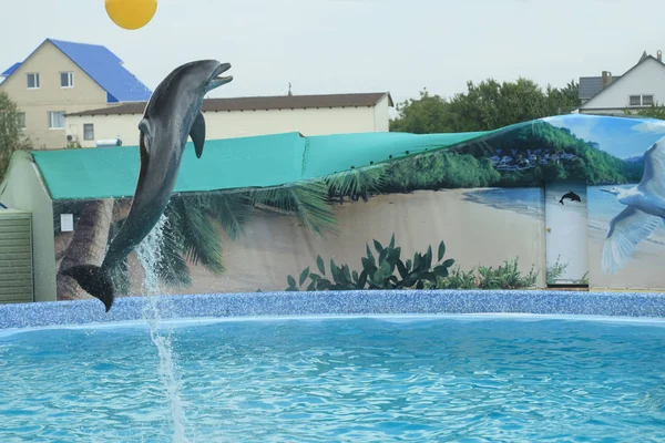 Dolphin show in swimming pool — Stock Photo, Image