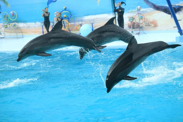 Dolphin show in swimming pool — Stock Photo, Image