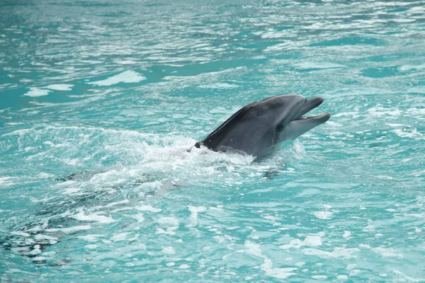 Dolphin show in swimming pool — Stock Photo, Image