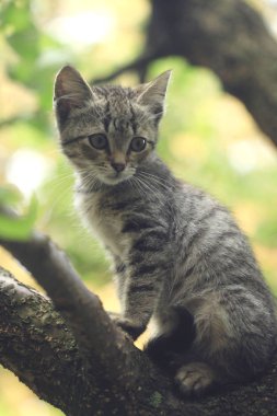 Gri kedi yavrusu ağaçta oturuyor