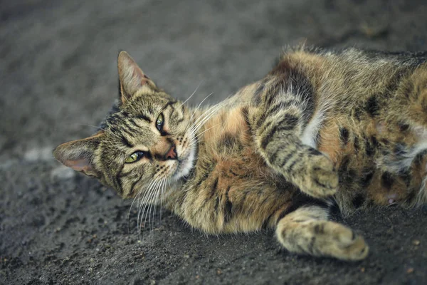 Gatto a strisce grigie — Foto Stock