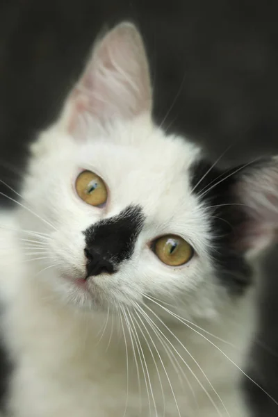 Retrato de gato fofo — Fotografia de Stock