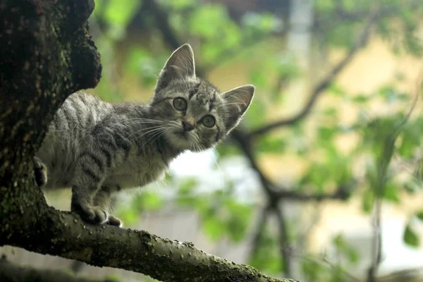 Gri kedi yavrusu ağaçta oturuyor — Stok fotoğraf