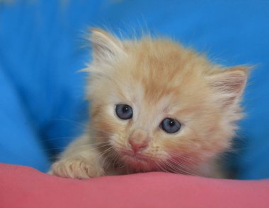Tatlı kırmızı kedi yavrusu.