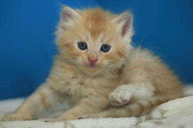 Tatlı kırmızı kedi yavrusu.