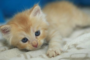 Tatlı kırmızı kedi yavrusu.