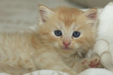 Tatlı kırmızı kedi yavrusu.