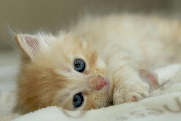 Cute red kitten — Stock Photo, Image