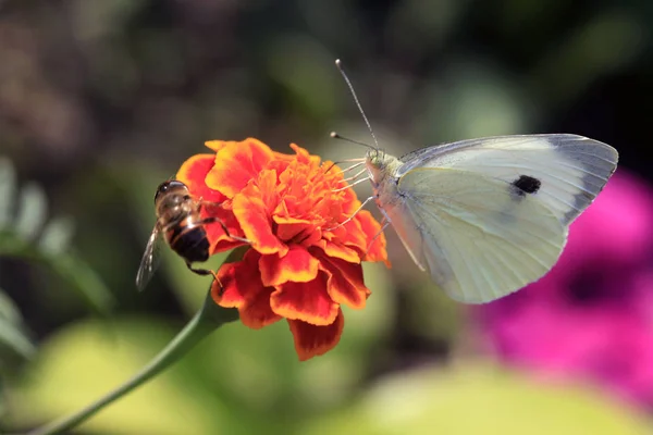 花に白い蝶 — ストック写真
