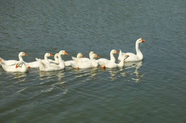 kazlar Nehri üzerinde