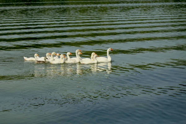 Gäss på floden — Stockfoto