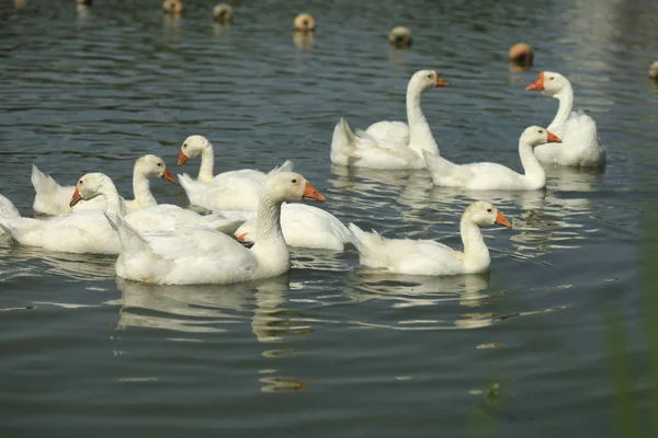 Gänse auf dem Fluss — Stockfoto