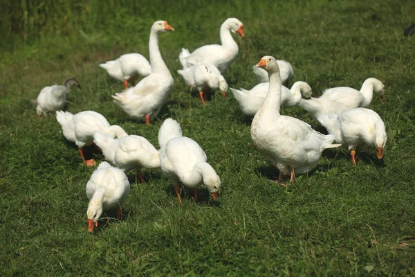 Gänse auf dem Fluss — Stockfoto