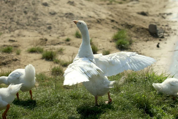 Gäss på floden — Stockfoto