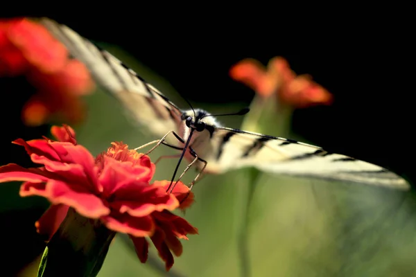 Grand papillon rayé sur fleur — Photo