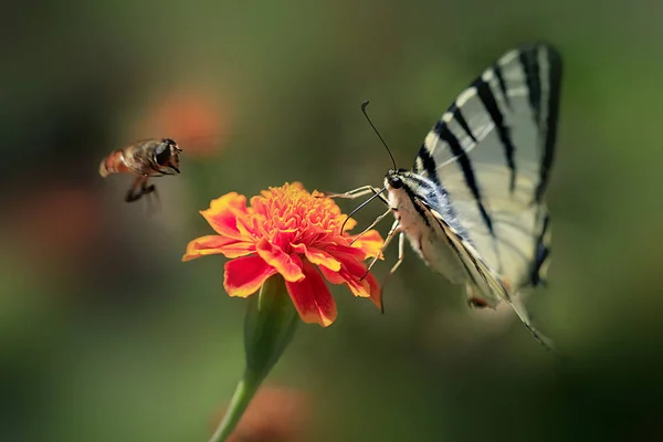 Big striped butterfly on flower — Stock Photo, Image