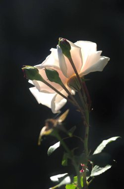 siyah üzerine beyaz gül